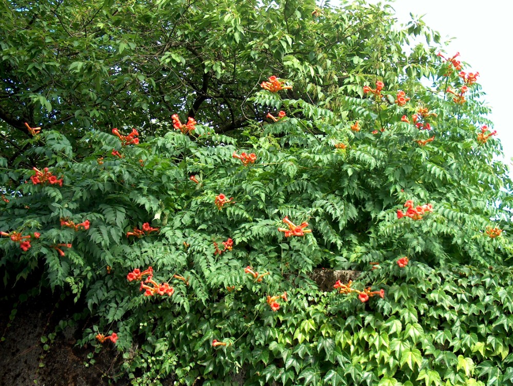 campsis_radicans_2